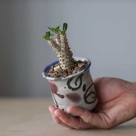 Pachypodium'Tackyi' × Norikatsu Sato / PLANETX (2.5号鉢)   no.511/1