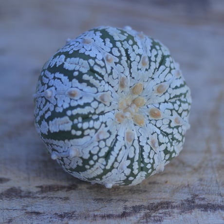 アストロフィツム   スーパー兜　抜き苗　 Astrophytum asterias 'Super Kabuto'      no.207/2