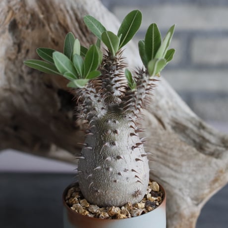 Pachypodium Makayense × 備前鉢3号 / dobuzuke  no.607-25