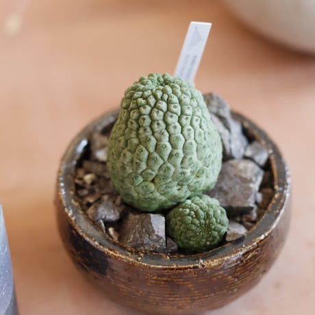 Larryleachia cactiformis  / 仏頭玉 × 山山 特別共作鉢 (2.5号)   no.1214/40