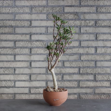 Euphorbia tardieuana / T.W. × N/OH (5号)  no.510/6