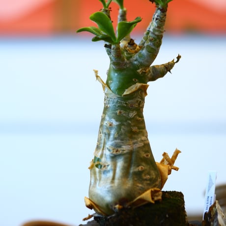 Tylecodon paniculatus × Ricca Okano   no.111236