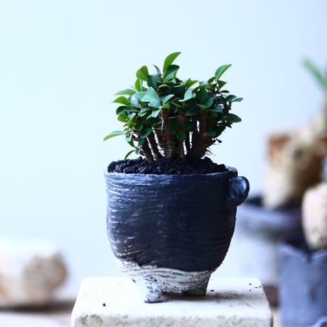 ユーフォルビア   花キリン  八房性   Euphorbia milii  no.90625