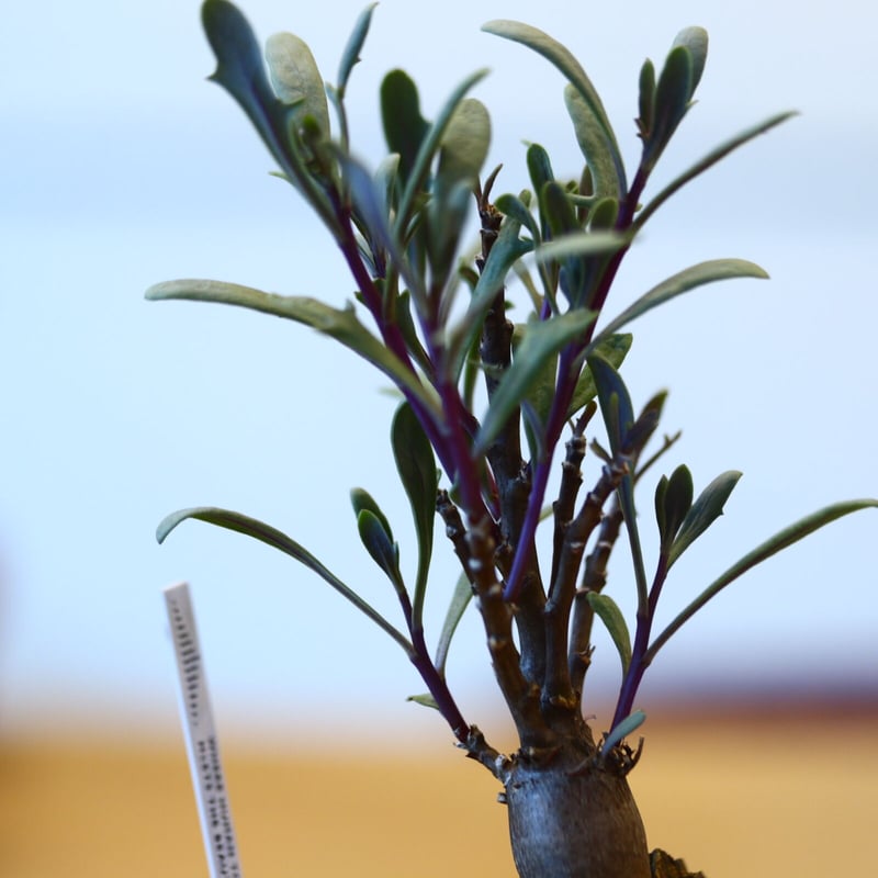 【現品】ぶつぶつノーネーム　検索) 麻花　冰雹 野口悦士 / オブジェ・花器・白錆ボトル (実物写真2384) | Mono.