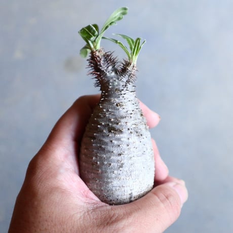 パキポディウム グラキリス   Pachypodium rosulatum var. gracilius no.110313