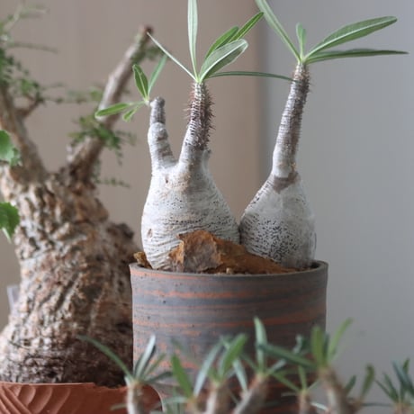 Pachypodium gracilius × N/OH    no.51229