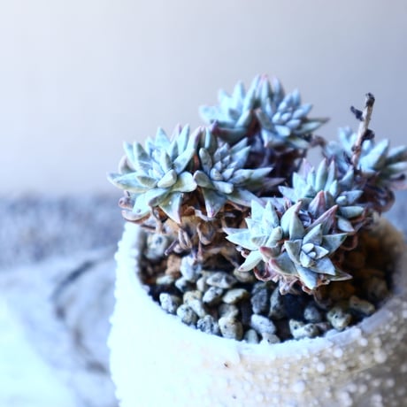 ダドレア グリーニー Dudleya greenei  no.11214