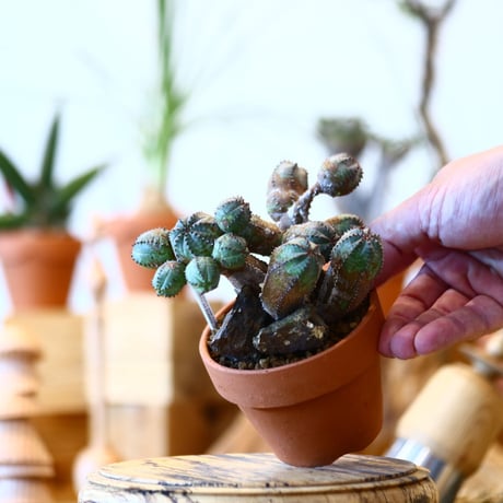 YAMABACHI × Euphorbia obesa  hyb.    no.100130