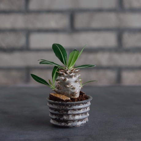 Pachypodium 恵比寿大黒 × takero pot (2号)  no.817-22