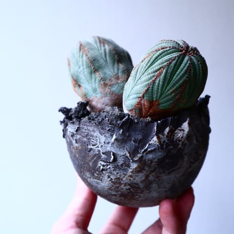 ユーフォルビア  オベサ   Wヘッド   Euphorbia obesa   no.20309