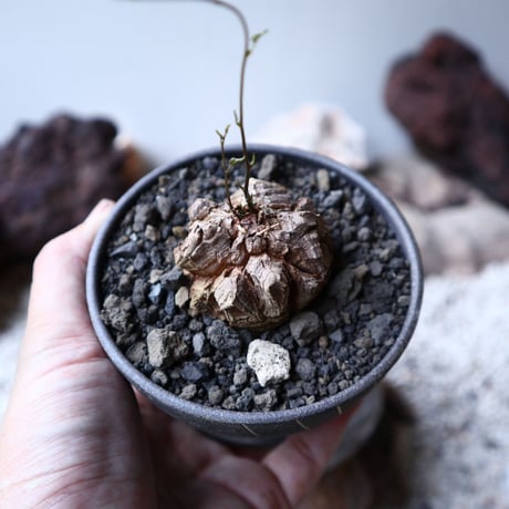 ディオスコレア   亀甲竜    Dioscorea elephantipe     no.91512
