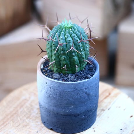 ユーフォルビア  群星冠／Euphorbia stellispina  no.110733