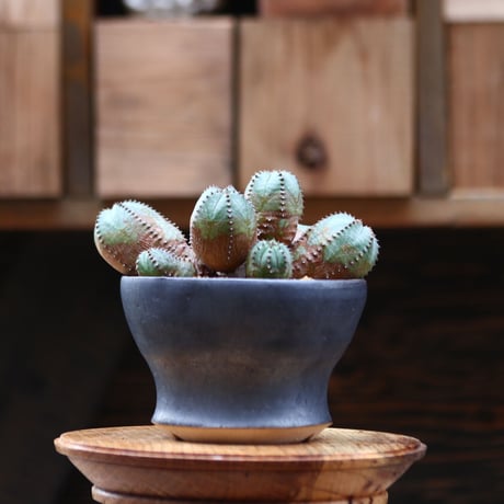 ユーフォルビア  オベサ hyb. ／Euphorbia obesa  hyb.    no.20537