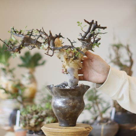 Commiphora kataf (pure) × Shu Hirai / PLANETX (5号)  no.1123/1