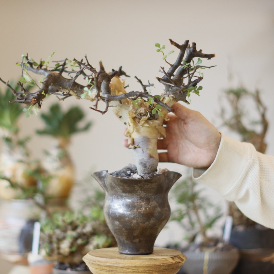 Commiphora kataf (pure) × Shu Hirai / PLANETX (