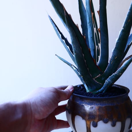 アガベ 　キシロナカンサ　ソードフィッシュ    Agave   xylonacantha   swordfish   no.11232