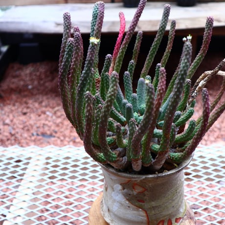 ユーフォルビア エスクレンタ／Euphorbia esculenta     no.50211