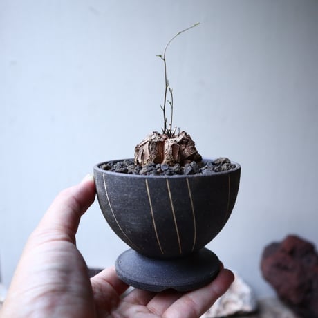 ディオスコレア   亀甲竜    Dioscorea elephantipe     no.91512
