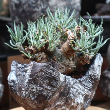 チレコドン ペアルソニー  白象／Tylecodon  pearsonii   no.121805
