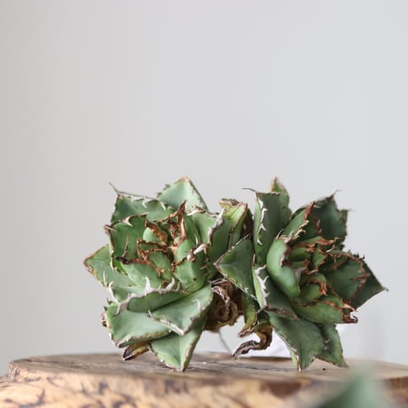 Agave titanota filigree Devil/ Style of Chika　no.42136