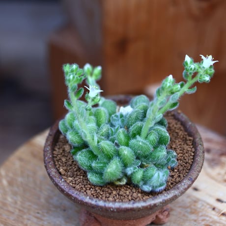 セダム  モシニアナム (新ヒントニー)／Sedum mocinianum   no.30633