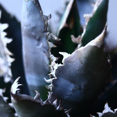 アガベ チタノタ     Agave titanota    no.42697
