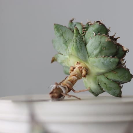 Agave titanota filigree Devil/ Style of Chika　no.42107