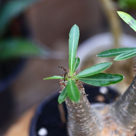 パキポディウム  マカイエンセ／Pachypodium Makayense       no.91209