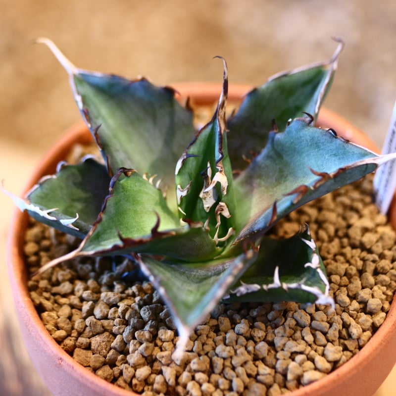 アガベ Agave titanota Hades 129 Agave titanota Hades 129 By Genus – Page 9 – China Wholesale
