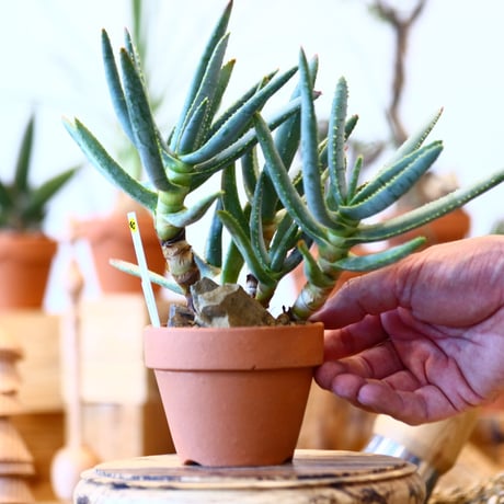 YAMABACHI × Aloe ramosissima     no.100145