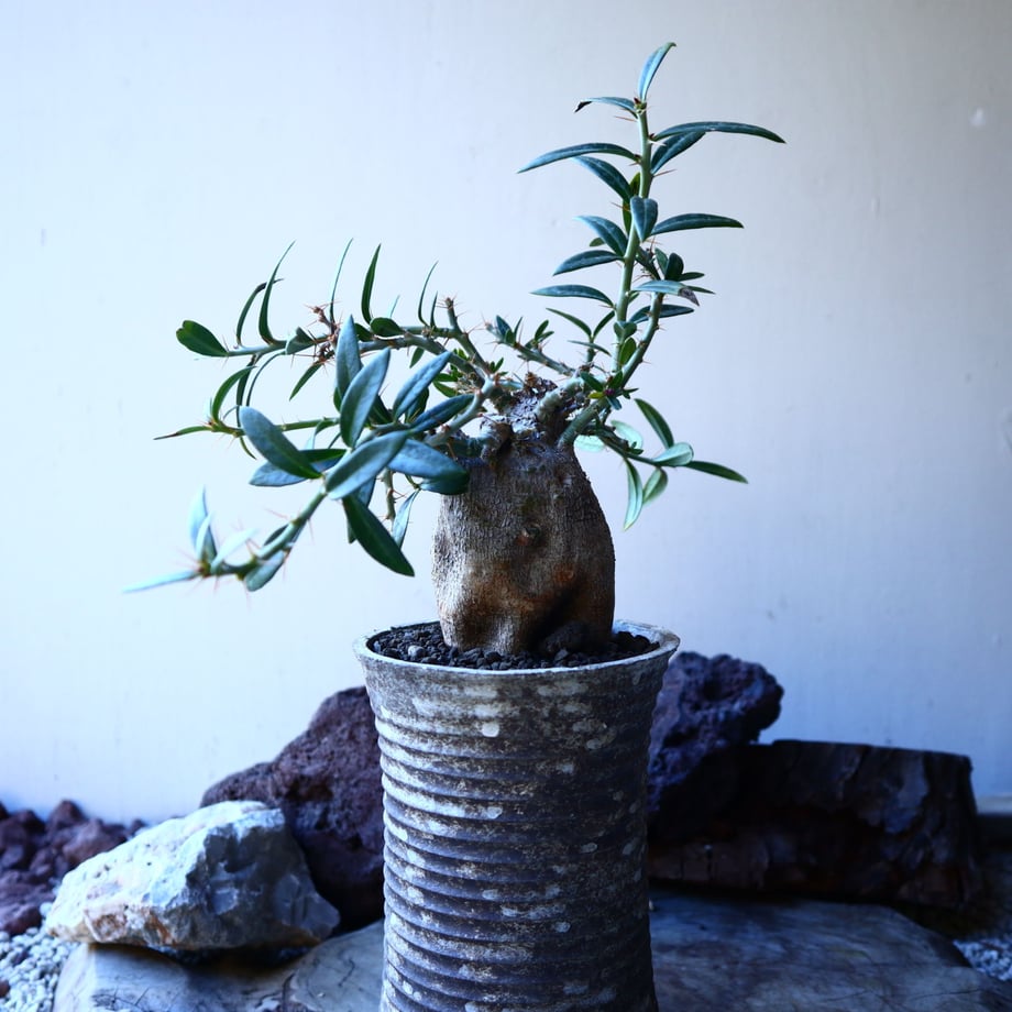 5e5a8ca1dee1bc0fd9091207
