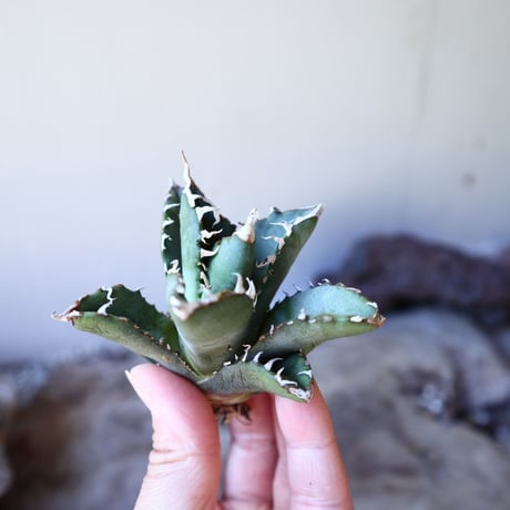 アガベ   チタノタ  Agave  titanota   no.111002