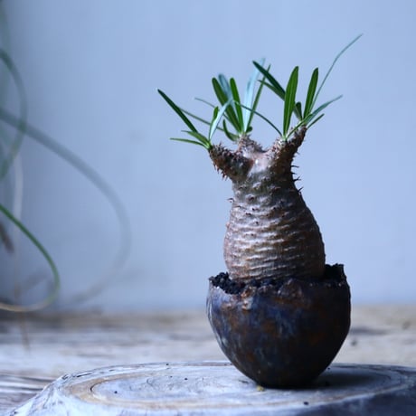 パキポディウム グラキリス   Pachypodium rosulatum var. gracilius no.101815-2