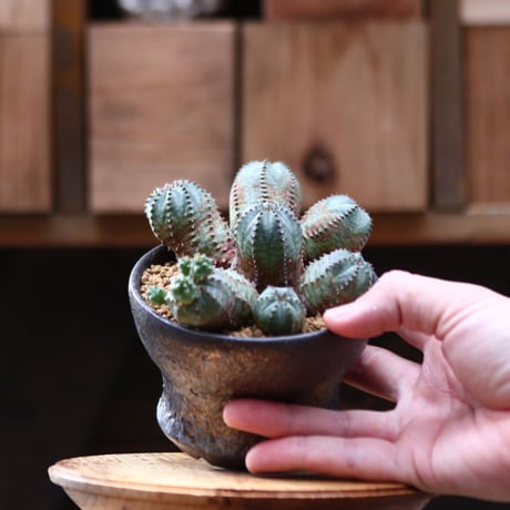 ユーフォルビア  オベサ hyb. ／Euphorbia obesa  hyb.    no.20536