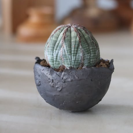 Euphorbia obesa × たけろうポット  no.714/36