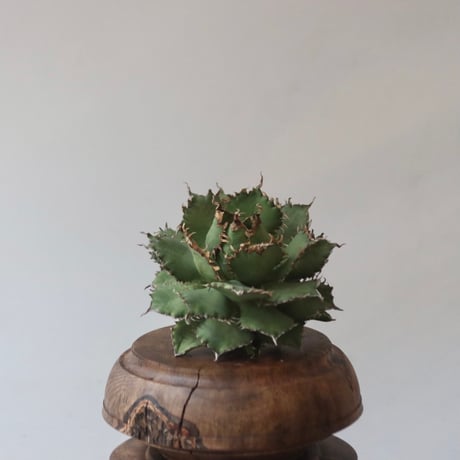 U.S. filigree (Agave titanota filigree) / Style of Chika　no.1227-52