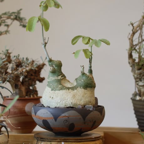 Adenia glauca × N/OH (5.5号)  no.104/3