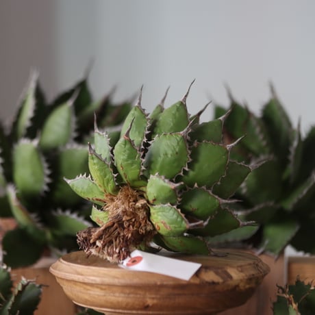 U.S. horrida (Agave horrida) / Style of Chika　no.1130-7