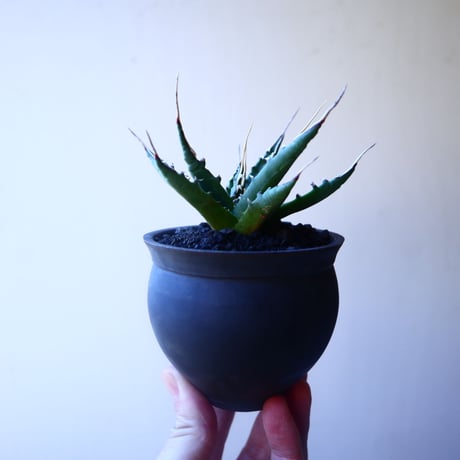 アガベ  ユタエンシス    エボリスピナ  Agave uthaensis var. eborispina   no.20212
