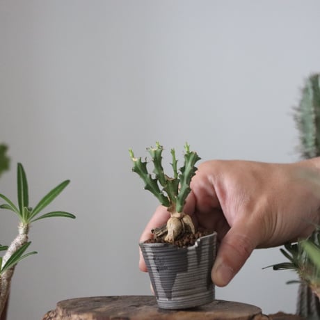 Euphorbia knuthii × N/OH  no.51201