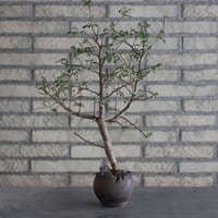 Bursera aptera × takero pot (3号)  no.524/2
