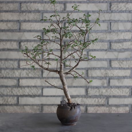 CATEGORY Caudex | 芽の巣山