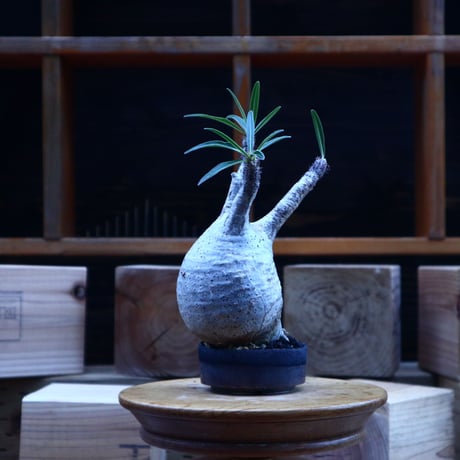 パキポディウム  グラキリス／Pachypodium  gracilius       no.62051