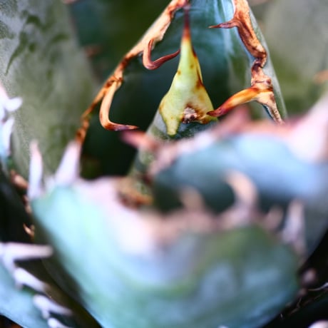 【9/9入荷未発根未活着ベアルート植込み】Agave titanota White Whale  no.91775