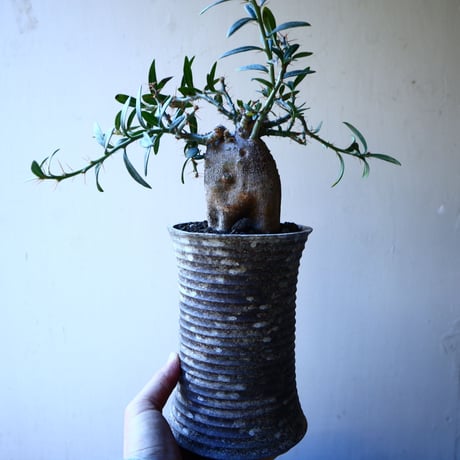 パキポディウム ビスピノーサム    Pachypodium bispinosum   no.30116