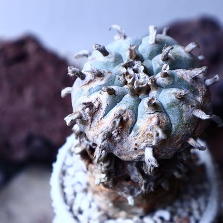 ロフォフォラ 烏羽玉      Lophophora williamsii　 no.22306