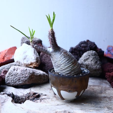 パキポディウム グラキリス   Pachypodium rosulatum var. gracilius no.32902