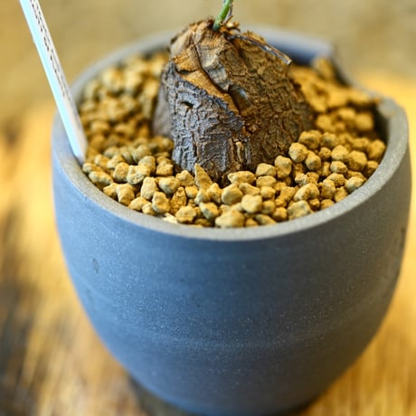 Dioscorea elephantipe × N/OH    no.123111
