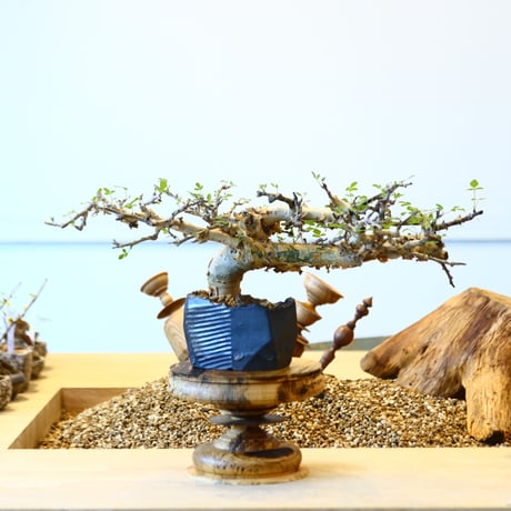 コミフォラ ストックシアナ / Commiphora stocksiana   no.82003