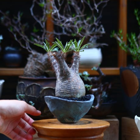 パキポディウム  グラキリス／Pachypodium  gracilius       no.92641